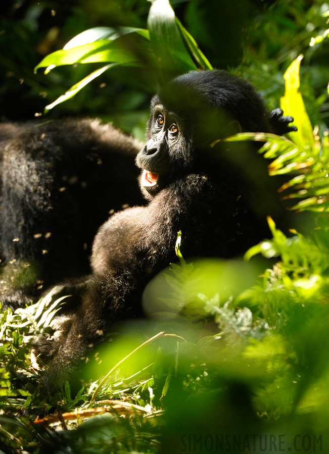 Gorilla beringei beringei [400 mm, 1/200 sec at f / 5.6, ISO 1600]